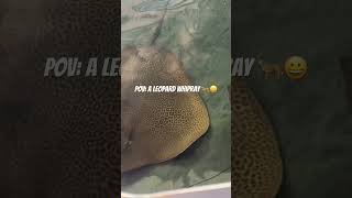 A Leopard WhipRay🐆leopard stingray shark babyshark fyp subscribe roadto500subs like share [upl. by Adriena]