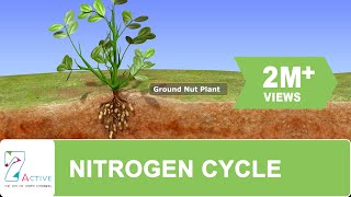 NITROGEN CYCLE [upl. by Lladnek]