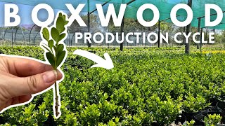 Easy Boxwood Buxus Propagation from Stem Cuttings for profit  How to Grow Boxwoods [upl. by Sverre]