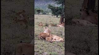 Full Family of Lions🦁🦁🦁 wildlife africawildanimals lionslife [upl. by Devitt]