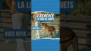 Surprenez votre chien  Avec cette astuce [upl. by Cusack599]