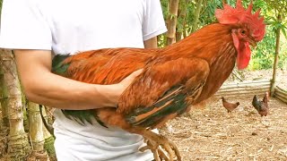 Raising a Hubbard Sasso x RIR Heritage Chicken  Growth Time lapse [upl. by Annayehc]