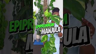 Epipremnum Manjula Pothos Plant Care For BEGINNERS [upl. by Omarr]