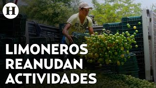 Se reanuda el corte del limón en Michoacán tras una semana de paro de labores de los limoneros [upl. by Anrehs]