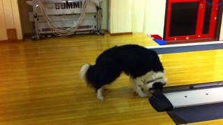 Crazy dog in Bowling alley [upl. by Kho]