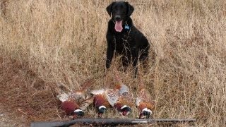 Pheasent Hunting in Montana  2009 [upl. by Atnoled]