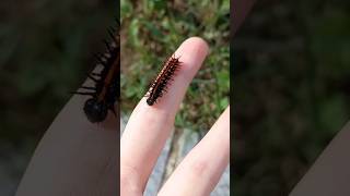 ᴼʰ ˡᵒᵒᵏ ᵃ ˢᵗʳᵃʷᵇᵉʳʳʸ bug caterpillar insects [upl. by Tennos]