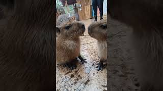 Capybara Capybara baby Capybara I envy the mental state of the capybara Capybara is a life attit [upl. by Herve]