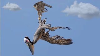 peregrine falcon attacking pelican 😱😱😱 [upl. by Ris]