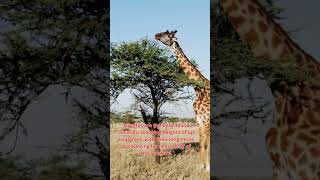 GIRAFFES THE FASCINATING FACTS ABOUT THEIR NATURE SHORTS Giraffe Height Mastery [upl. by Etteluap]