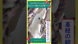 オウムのたろちゃんは腹話術師！😆 Cockatoo is a ventriloquist😆 オウム cockatoo [upl. by Eeliab72]