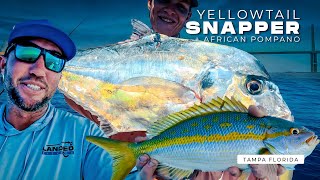 Tampa Bay Offshore Fishing Yellowtail Snapper  Pompano AP Bucket List Florida Deep Sea Fishing [upl. by Mia]