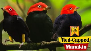 Red Capped Manakin  Interesting Facts about Moon walking Bird [upl. by Turpin]