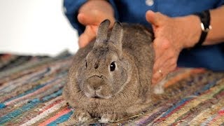 How to Help a Rabbit with Gas Pain  Pet Rabbits [upl. by Bastian889]