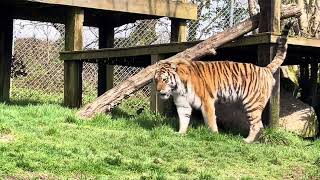 Dartmoor zoo tiger [upl. by Eiralav]