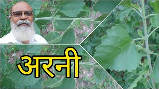 AGNIMANTHA BENEFITS amp MEDICINAL USES jagdish vala [upl. by Ignacia]