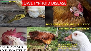 FOWL TYPHOID DISEASE [upl. by Atteselrahc]