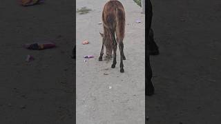 Horse comedy funny video 😁😁😁  shorts ytshorts horses comedy funny [upl. by Brok]