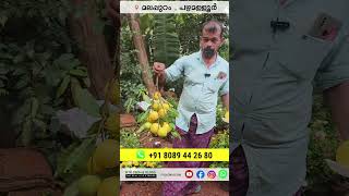 മുന്തിരി കുലപോലെ അബിയു മലപ്പുറത്ത് abiu fruit PouteriacaimitoPlant [upl. by Oecile]