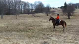 Spooked horse over White Donkey [upl. by Winther329]