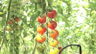 tomato in glasshouse HD [upl. by Netsriik227]