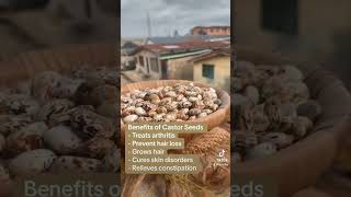 What are the benefits of Castor Seeds [upl. by Ltihcox]