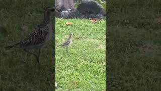 Happy aloha Tuesday One of the first kolea also known as the golden plover Is an amazing bird [upl. by Lehplar]