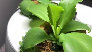 Fall Hydroponics  30 days hydroponics motherofthousands plant garden [upl. by Nolaf717]