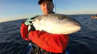 Jigging for NZ yellowtail kingfish with Oceans Legacy Vengeance Rod [upl. by Antonia]