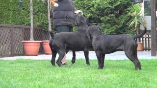 Cane Corso Wurfplanung 2015 Dana amp Paolo [upl. by Htelimay]