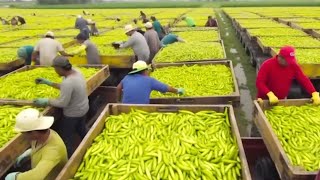 California Farmers Harvest At 253 Million Acres Of Farmland This Way  Farming Documentary [upl. by Etessil]