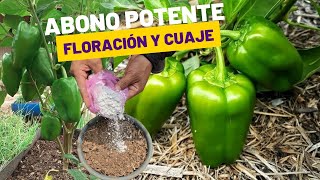 Potente Abono Orgánico para que cuajen y exploten de frutos tus plantas de Chile [upl. by Linda]