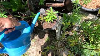 Nectarine from seed in zone 13 transplant quotwatering inquot stage [upl. by Nayrda]