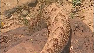 Reptiles et cobras dans le désert  Documentaire COMPLET [upl. by Ahsilaf]