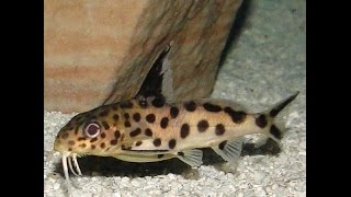 Synodontis Multipunctatus Catfish in African Cichlid Tank [upl. by Albina670]