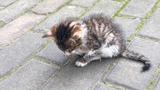 No one stopped for this blind stray kitten until a kindhearted girl passed by [upl. by Clementina549]