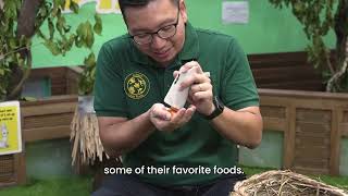 Meet The Keepers  Stefan amp the Giant Gambian Pouched Rats [upl. by Ronnoc]