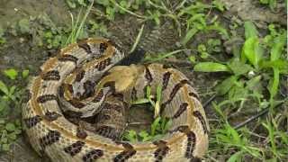 Timber Rattlesnake HD [upl. by Boyes]