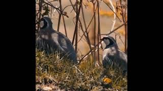 chukars keklik кеклик birds kabk кабк [upl. by Annaiel]