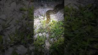 Invasive Burmese Python  Florida Everglades [upl. by Allemaj300]