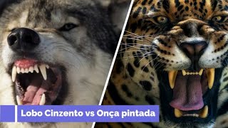 lobo cinzento vs onça pintada [upl. by Dacie]