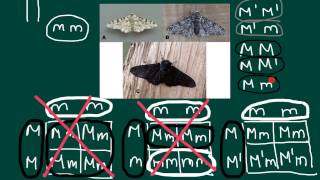 Three allele at one locus problem and solution [upl. by Uzzia677]