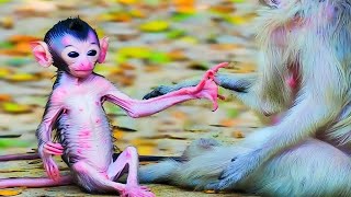 Relaxing With Tiny Newborn Baby Monkey Moments and Birds [upl. by Ivon]