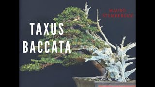 Taxus Baccata [upl. by Aksoyn]