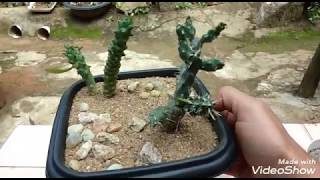 Replante da euphorbia monadenium guentheri [upl. by Elleynad612]