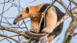 Pantanal  Birds and Wildlife at Araras Eco Lodge  Mato Grosso Brazil 2023  Relaxing Video [upl. by Valery]