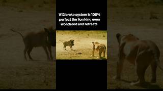 850hp v75 cylinder with a twin turbo warthog intimidates the lionesses [upl. by Roper]