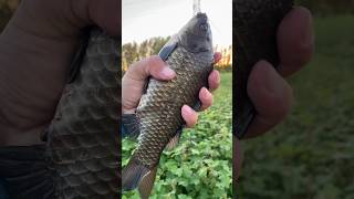 Fishing with a Big Rod and Hook – Reel in the Giants fishing [upl. by Azrim]