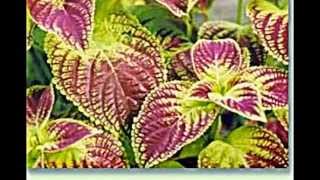 Coleus Buntnessel [upl. by Deena205]