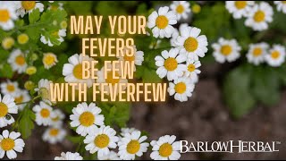 The Health Benefits of Feverfew [upl. by Ennahgem874]